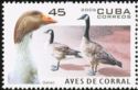 Canada Goose (Branta canadensis)